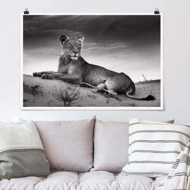 Poster - Resting Lion