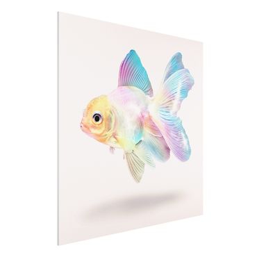 Print on forex - Fish In Pastel