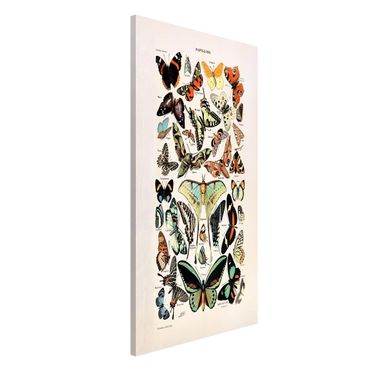 Magnetic memo board - Vintage Board Butterflies And Moths