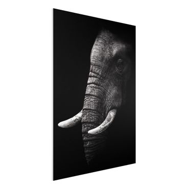 Forex print - Dark Elephant Portrait