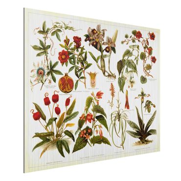 Print on aluminium - Vintage Board Tropical Botany II