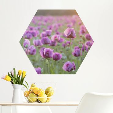 Alu-Dibond hexagon - Purple Poppy Flower Meadow In Spring