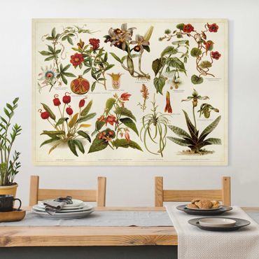Print on canvas - Vintage Board Tropical Botany II