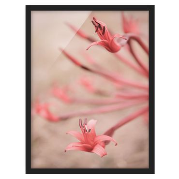 Framed prints - Fire Lily