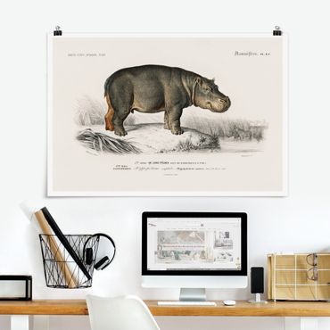 Poster - Vintage Board Hippo