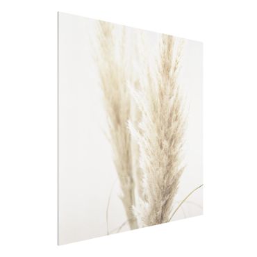 Print on forex - Soft Pampas Grass - Square 1:1