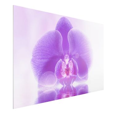 Forex print - Purple Orchid On Water