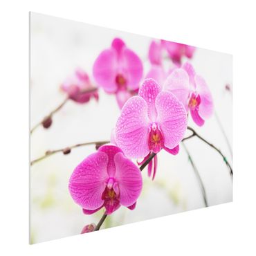 Forex print - Close-Up Orchid
