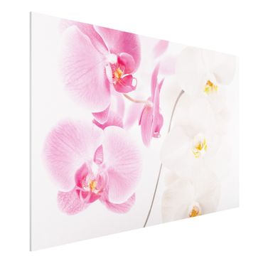 Forex print - Delicate Orchids
