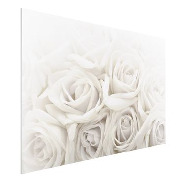 Forex print - White Roses