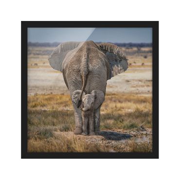 Framed prints - Cheeky Elephant