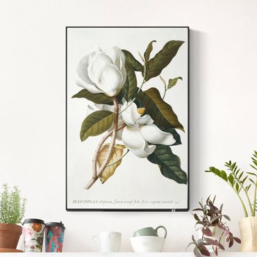 Print with acoustic tension frame system - Georg Dionysius Ehret - Magnolia