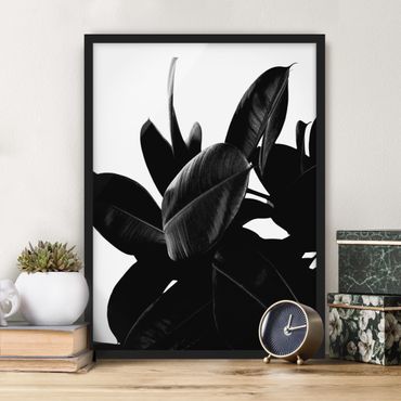 Framed poster - Rubber Tree Black And White