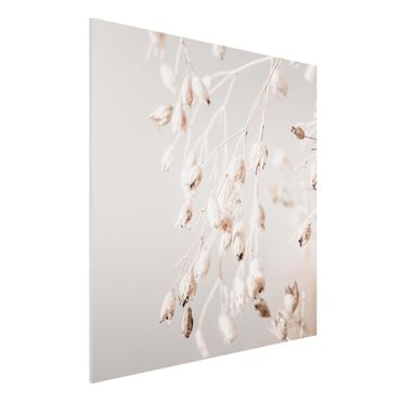 Print on forex - Hanging Dried Buds - Square 1:1