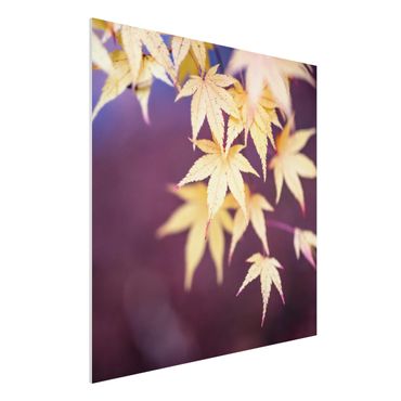 Print on forex - Autumn Maple Tree - Square 1:1