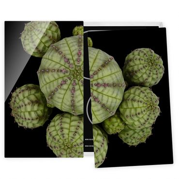 Glass stove top cover - Euphorbia - Spurge Urchins