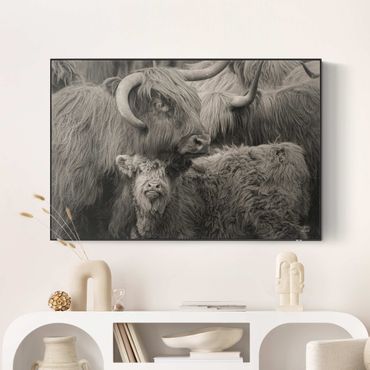 Print with acoustic tension frame system - Highland cattle family