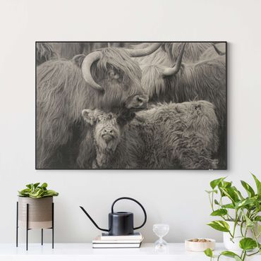Interchangeable print - Highland cattle family