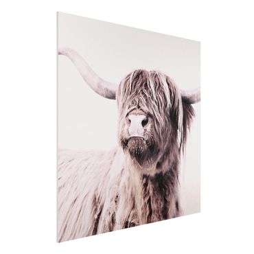 Print on forex - Highland Cattle Frida In Beige - Square 1:1