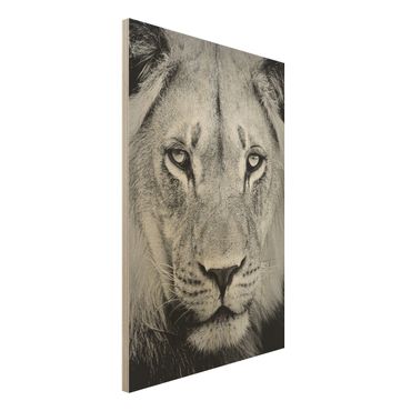 Wood print - Old Lion
