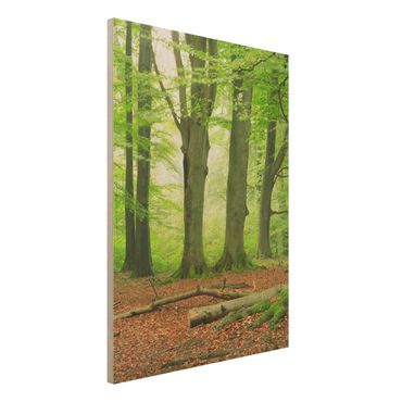 Wood print - Mighty Beech Trees
