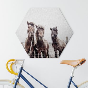 Alu-Dibond hexagon - Icelandic Horse