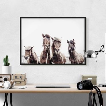 Framed poster - Icelandic Horse
