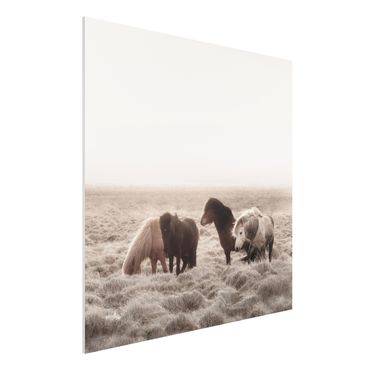 Print on forex - Wild Icelandic Horse - Square 1:1
