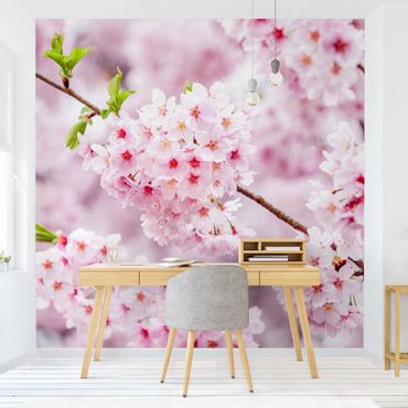 Wallpaper - Japanese Cherry Blossoms