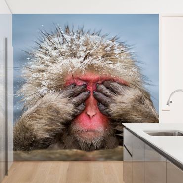 Wallpaper - Japanese Macaque