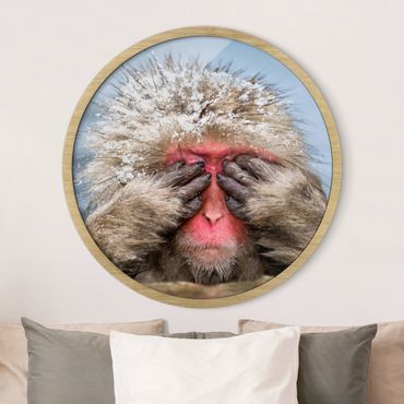 Circular framed print - Japanese Macaque