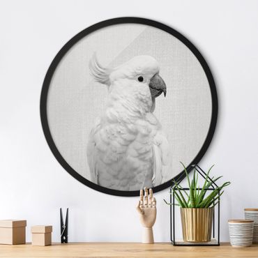 Circular framed print - Cockatoo Kiki Black And White