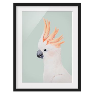 Framed prints - Cockatoo in front of pastel blue