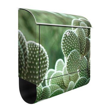Letterbox - Cacti