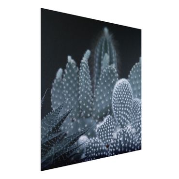 Print on forex - Familiy Of Cacti At Night - Square 1:1