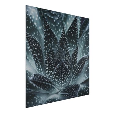 Print on forex - Cactus Drizzled With Starlight At Night - Square 1:1