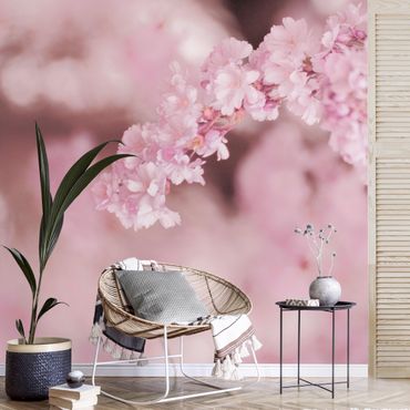 Wallpaper - Cherry Blossoms In Purple Light