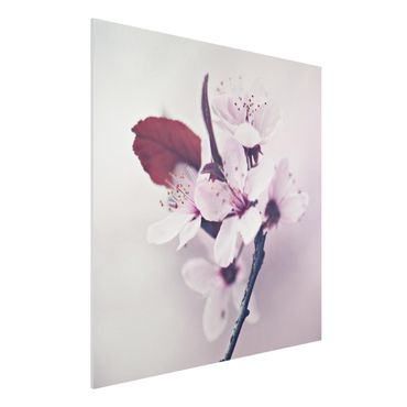 Print on forex - Cherry Blossom Branch Antique Pink - Square 1:1