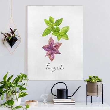 Canvas print - Herbs Illustration Basil