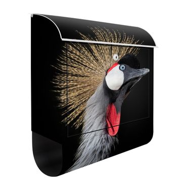 Letterbox - Crowned Crane In Front Of Black
