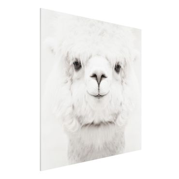 Print on forex - Smiling Alpaca - Square 1:1