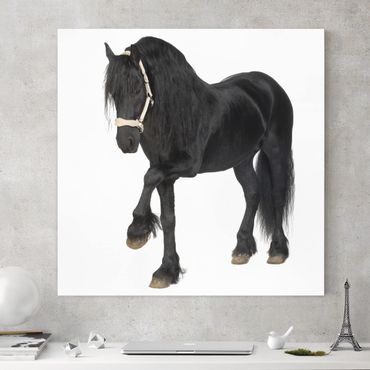 Print on canvas - Friesian Mare