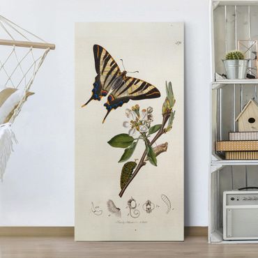 Print on canvas - John Curtis - A Scarce Swallow-Tail Butterfly