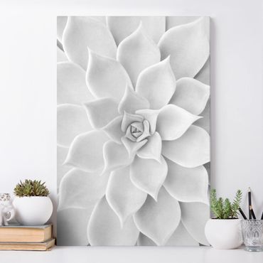 Print on canvas - Cactus Succulent