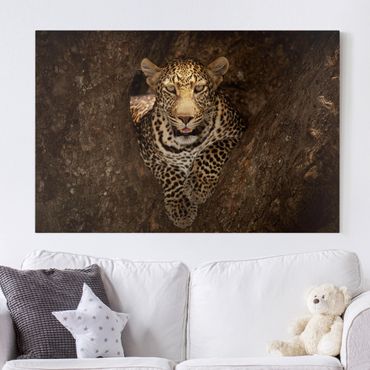 Print on canvas - Leopard Resting On A Tree