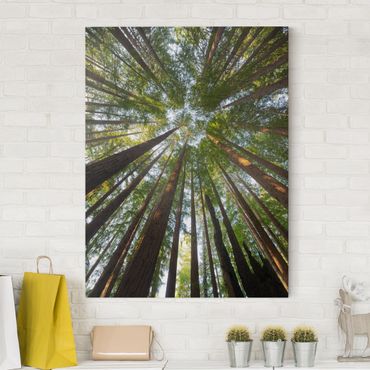 Print on canvas - Sequoia Tree Tops Worm'S-Eye View