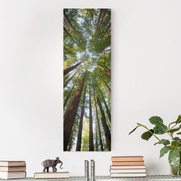 Print on canvas - Sequoia Tree Tops