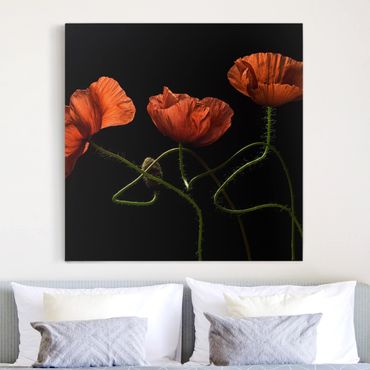 Print on canvas - Poppies At Midnight
