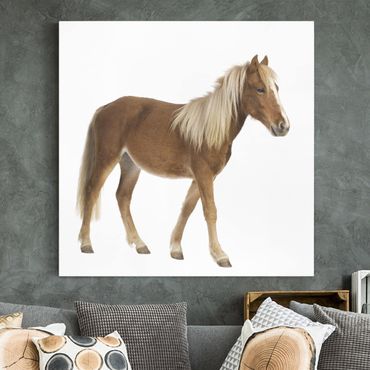 Print on canvas - Pony