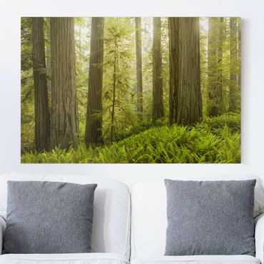 Print on canvas - Redwood State Park Forest View